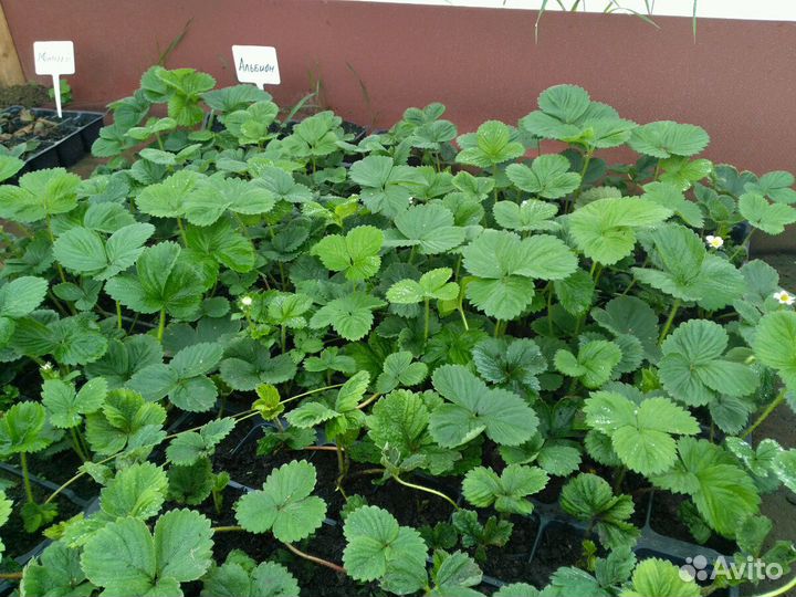 Клубника, рассада