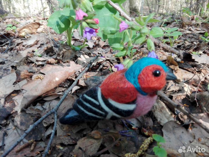 Войлочный зяблик