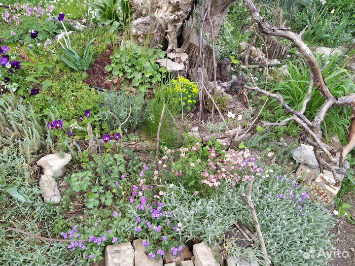 Многолетники для альпийской горки