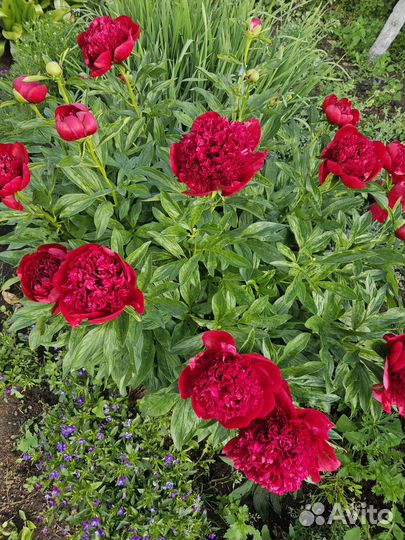 Пионы срезка букет