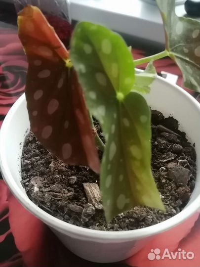 Бегония макулата