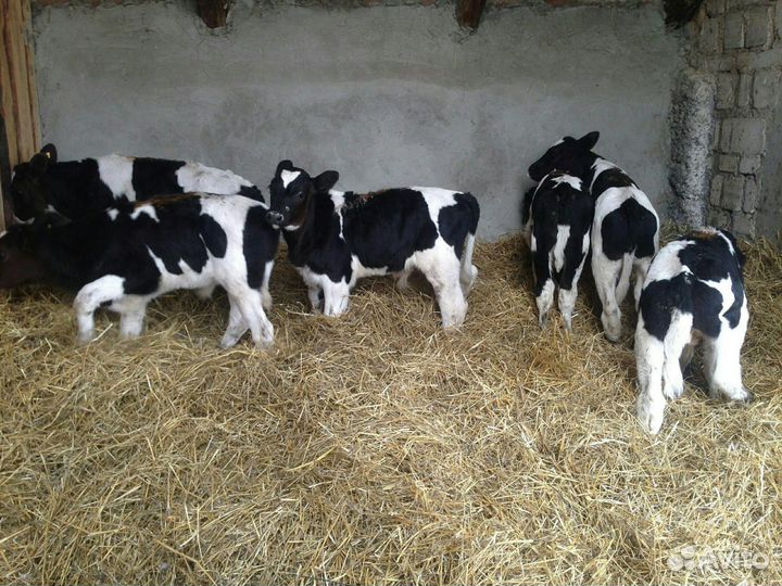 Бычки телята с доставкой