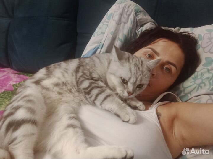 Шотландская кошка