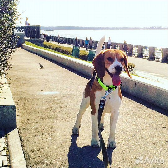 Бигль Вязка