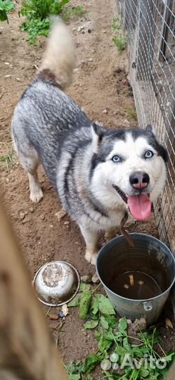 Сибирская хаски