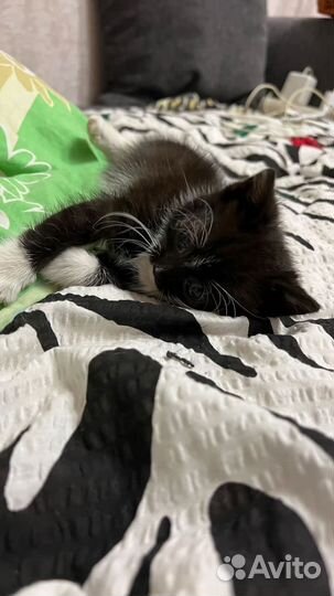 Котенок 2 месяца девочка