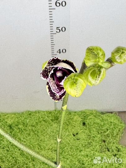 Орхидея фаленопсис Дикий кот бабочка