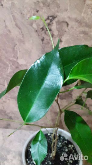 Фикус бенжамина Даниель