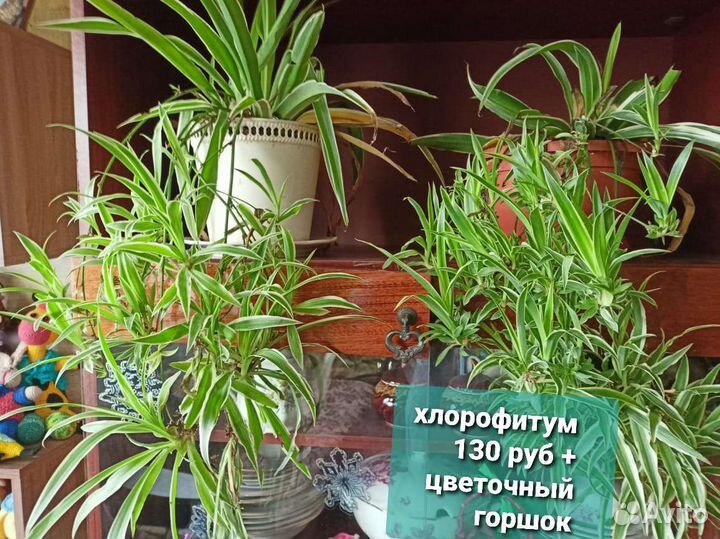 Комнатные цветы