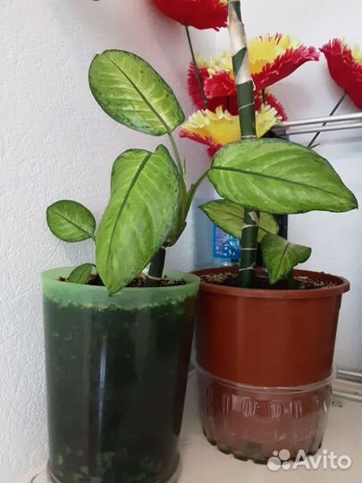 Диффенбахия