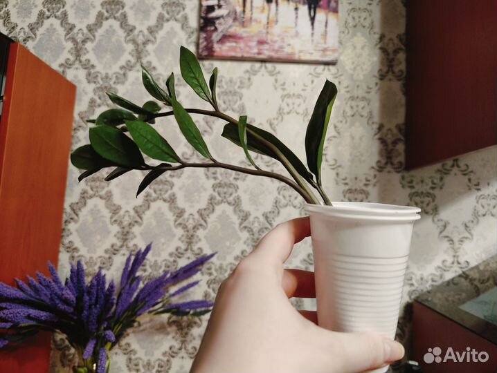 Замиокулькас