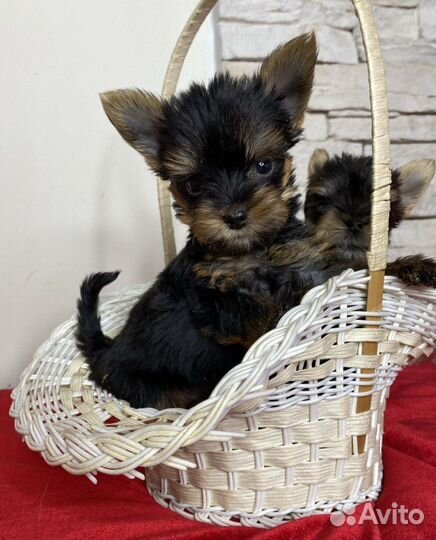 Ранее бронирование Йорк