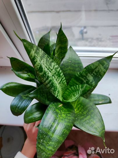 Сансевиерия (Щучий хвост)