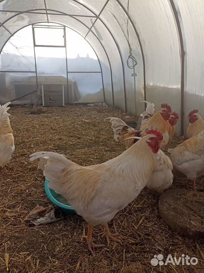 Продам петухов