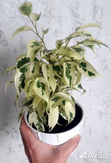 Фикусы сортовые укорененные и на срез