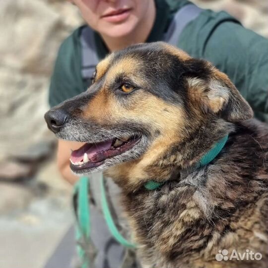 Софа ищет дом