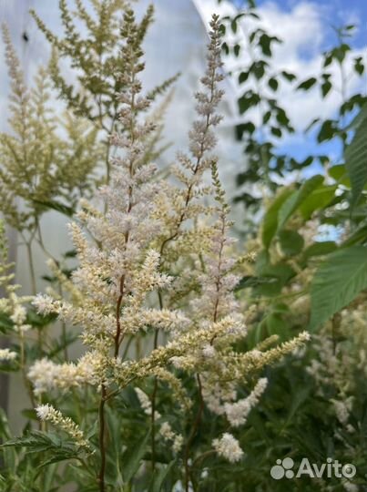 Астильба (Astilbe) многолетняя