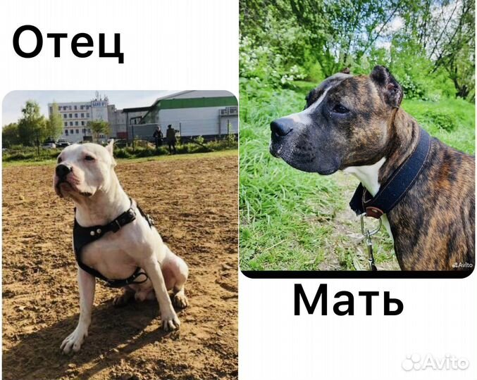 Щенки питбуля