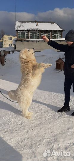 Маремма кабель вязка