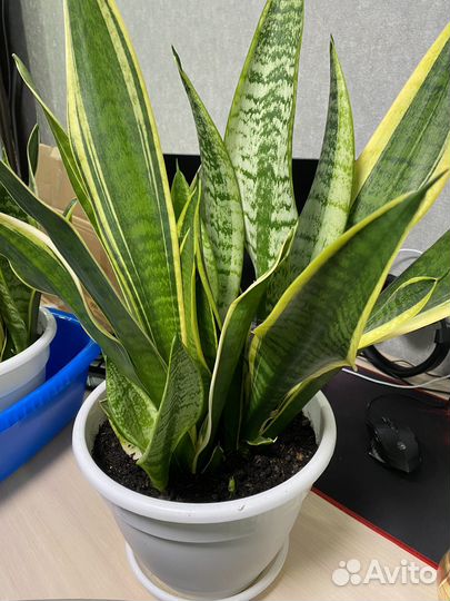 Сансевиерия