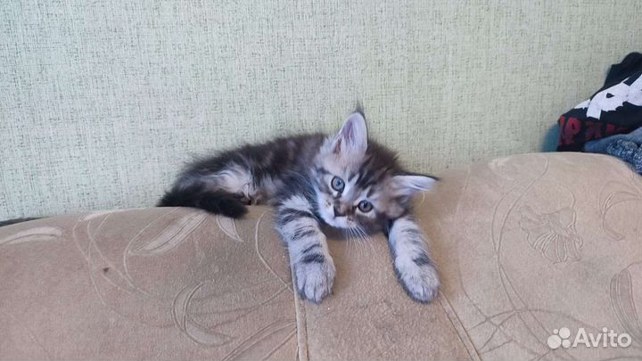 Котята мейнкуна