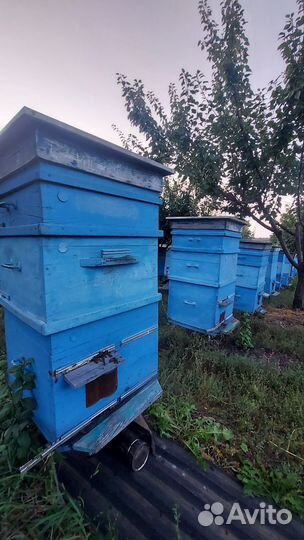 Улей с пчелами