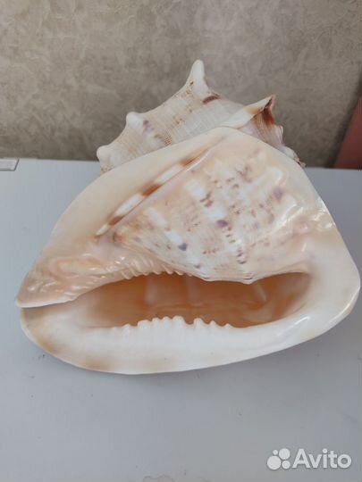 Раковина морская
