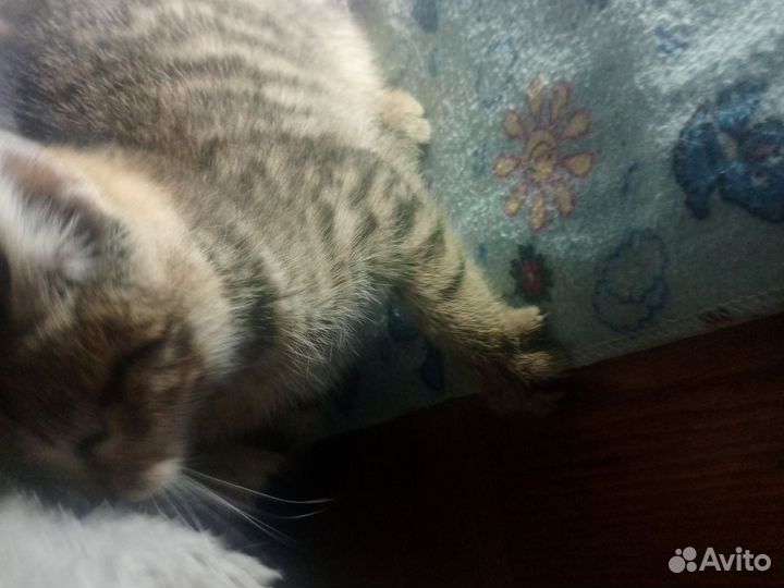 Котенок