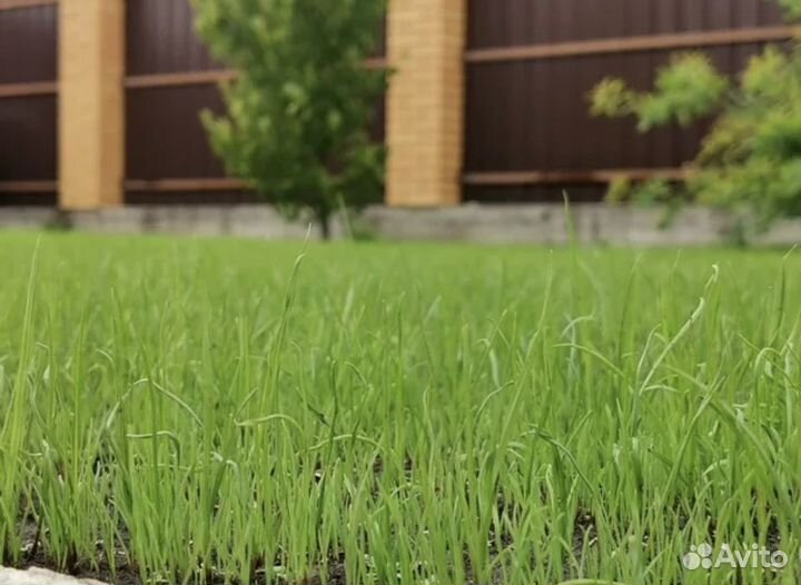 Газонная трава