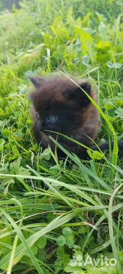 Котята Мейн-Кун полукровки в дар