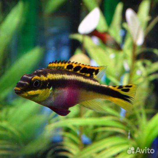 Все виды аквариумных рыбок