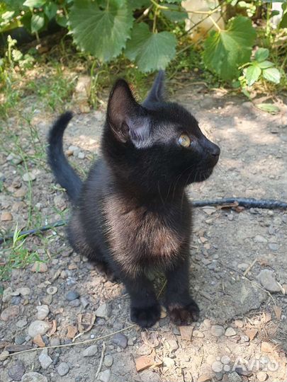 Котенок Чара из приюта