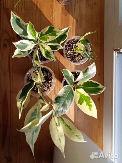 Фикусы/ обновлён