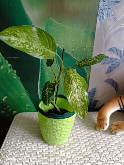 Диффенбахия