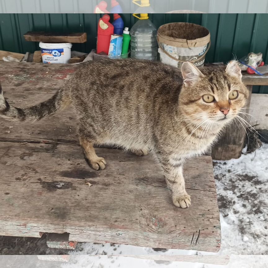 Ласковая кошка в добрые руки