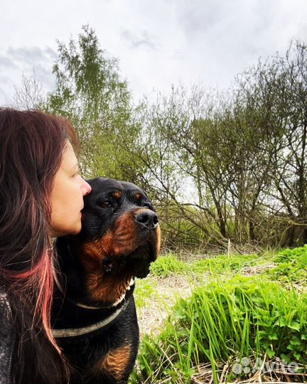 Ротвейлер для фотосессии