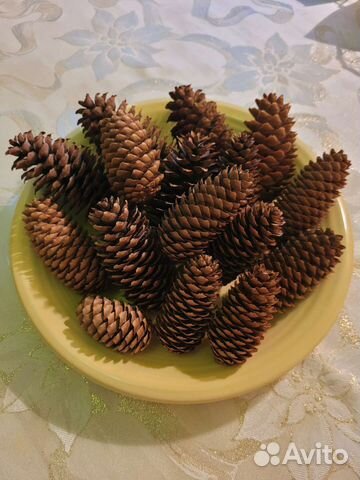 Шишки голубой ели