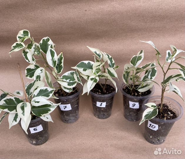 Фикусы сортовые