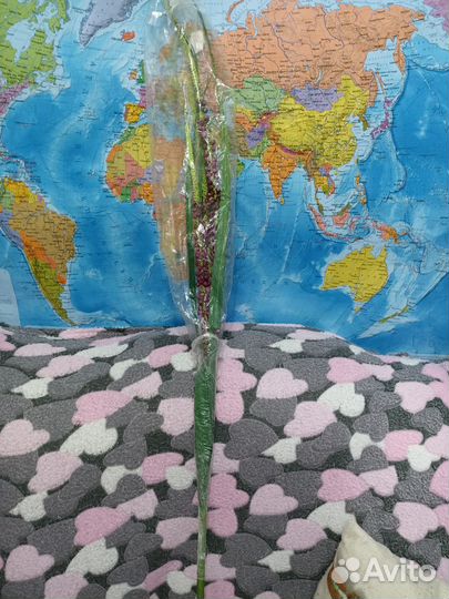 Декоративное растение