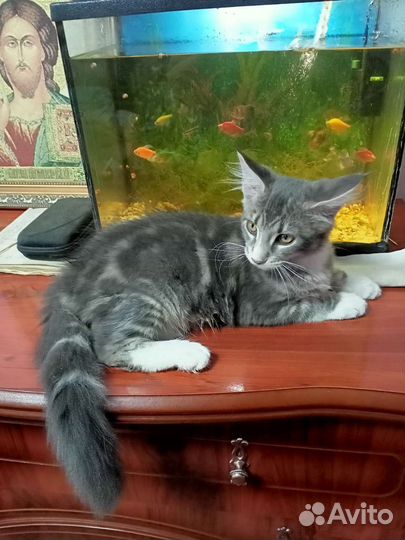 Котята мейн-кун