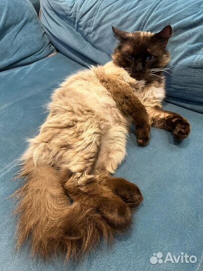 Котик очень ищет дом