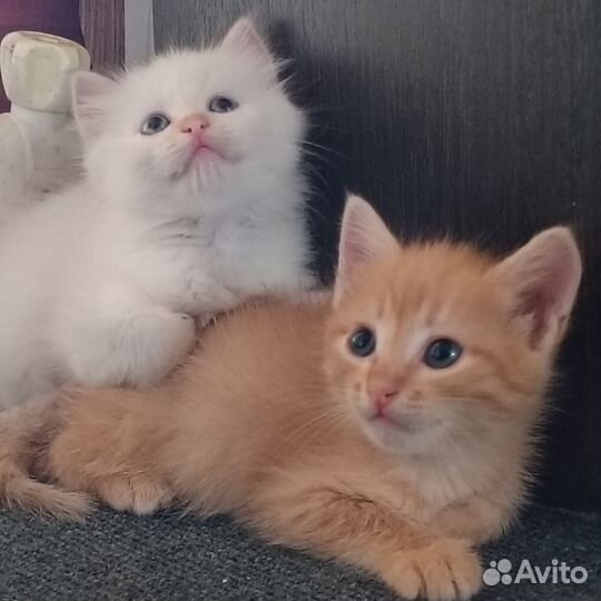 Рыжие котики