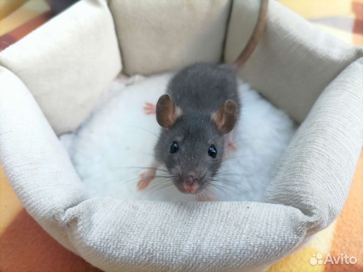 «Крысиная норка»—питомник декоративных крыс. крыса