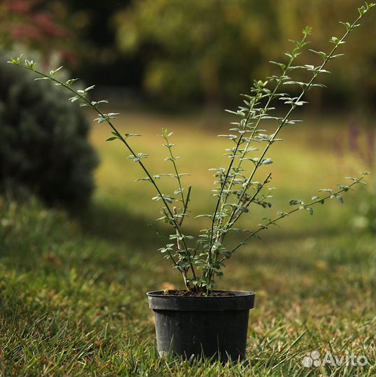 Жасмин голоцветковый саженцы
