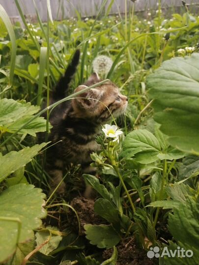 Шотландская