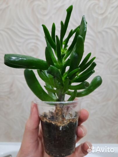 Крассула хоббит