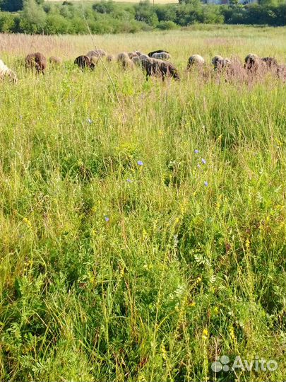 Овцы бараны