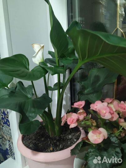 Калла белая эфиопская