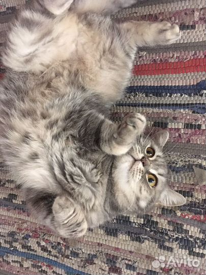 Британская