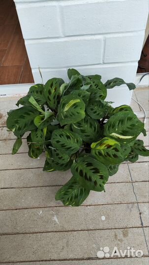 Маранта бьюти ким